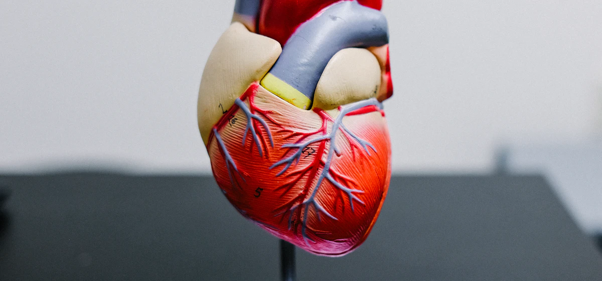 Anatomical model of a human heart on a stand